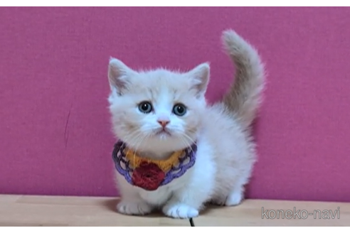 成約済の東京都のマンチカン(短足)-105334の2枚目